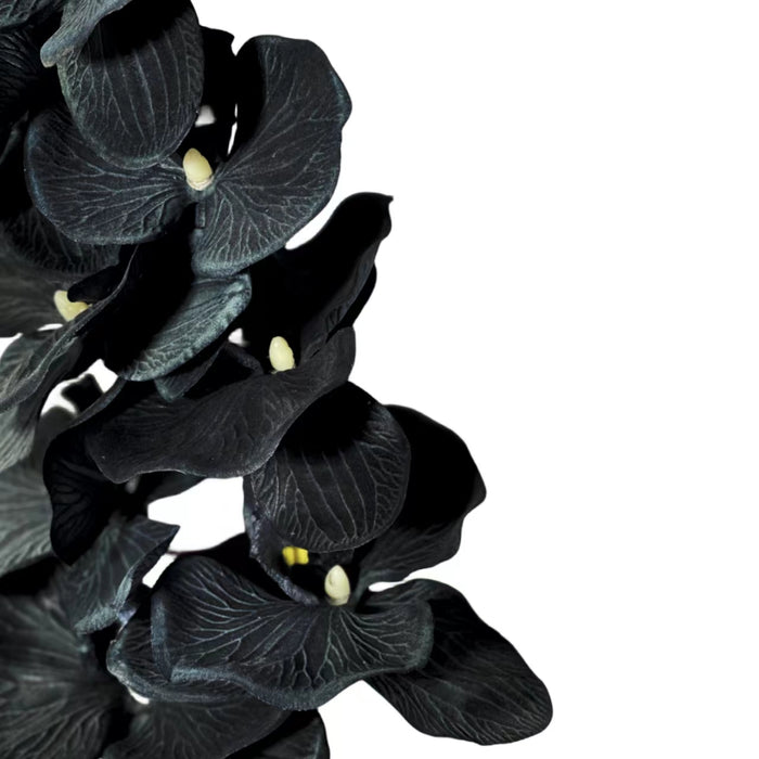 Bulk Exclusive Halloween Black Flowers Phalaenopsis Orchid Stems Flower Arrangements Wholesale