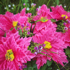 Exclusive Fuchsia Peony Maple Leaves Cemetery Flower Headstone Flower Saddle Wholesale