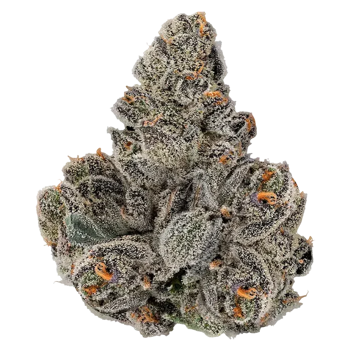 Close-up top-down view of a dense, trichome-covered bud of Gastro Pop with frosty white crystals and orange hairs against a white background