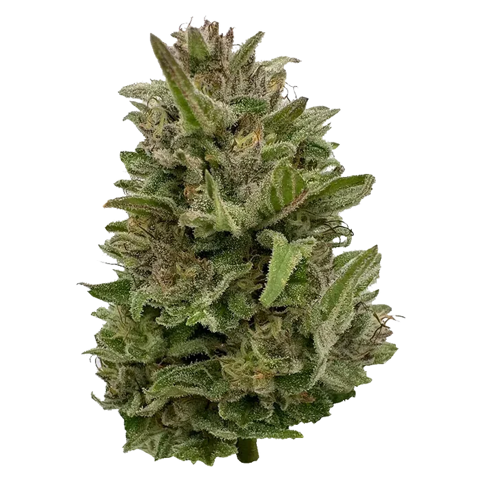 Close-up front view of a frosty green bud of Pretty Chill, showing dense leaves and sparkling trichomes against a white background.